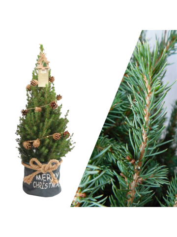 NatureNest Weihnachtsbaum mit Beleuchtung Pineconelight in Xmas Bag blau 