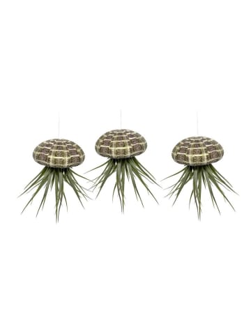 MeinVIPShop 3er Set Seeigelgehäuse Alfonso mit Oxsana Tillandsia