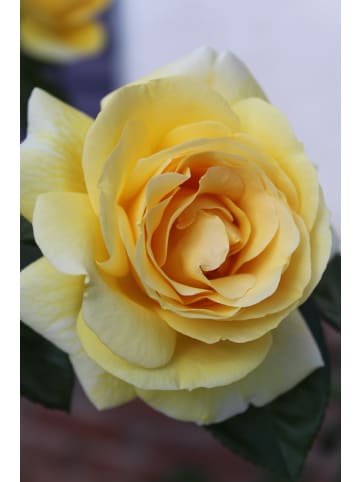 GARDENZO 6er-Set: Rosen Polyantha in Bunt