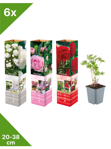 GARDENZO 6er-Set: Pfingstrose (Paeonia lactiflora) in Mischung