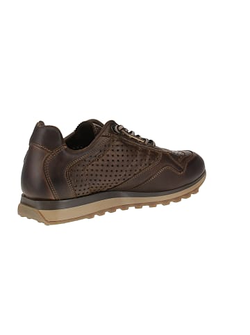 Cetti Sneaker low C-848 INV27 in Braun