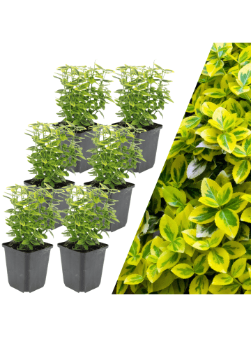 NatureNest 6 Gelbe Spindelstrauchpflanzen  Euonymus 'Emerald 'n Gold'  