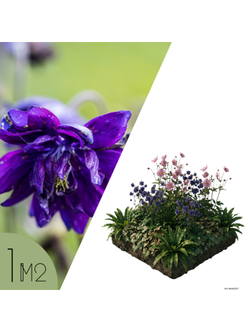 NatureNest Staudenpaket Nora mehrjährig blühend für Blühborder in Mix