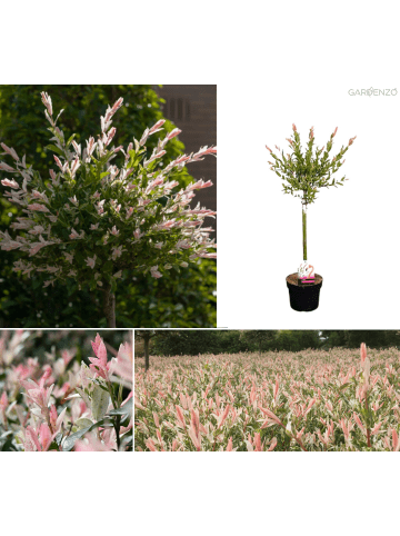 GARDENZO Salix integra "Flamingo" auf Stamm in Rosa