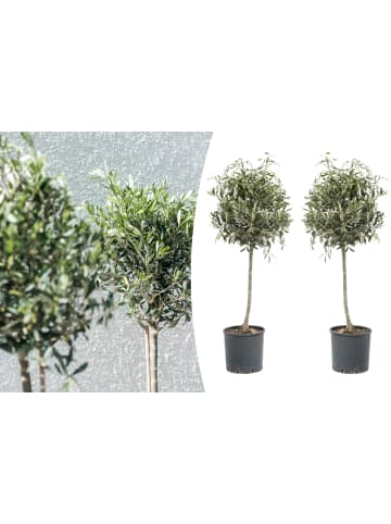 OH2 2er-Set: Olivenbäume in Grün