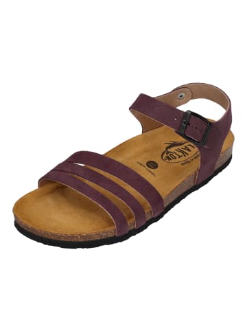 Plakton Sandalen 181007 in lila