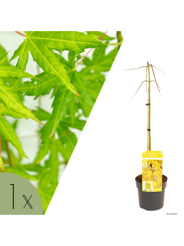 NatureNest Acer palmatum Cascade Citrine Ahorn Hochstamm in Gelb