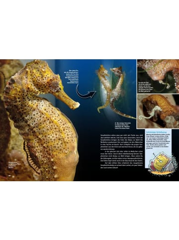 Natur und Tier-Verlag Entdecke das Korallenriff | Clownfisch, Krake und Co