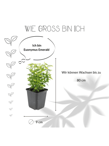 NatureNest 6 Gelbe Spindelstrauchpflanzen  Euonymus 'Emerald 'n Gold'  