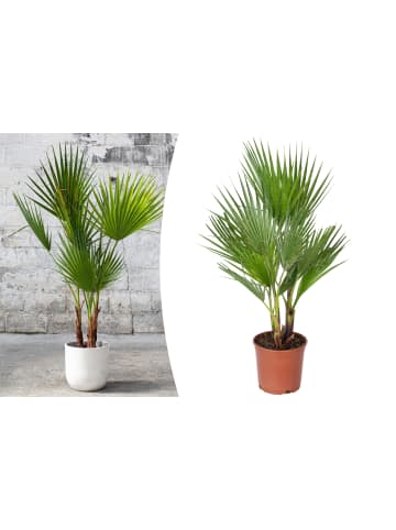 GARDENZO Washingtonia robusta Groß 