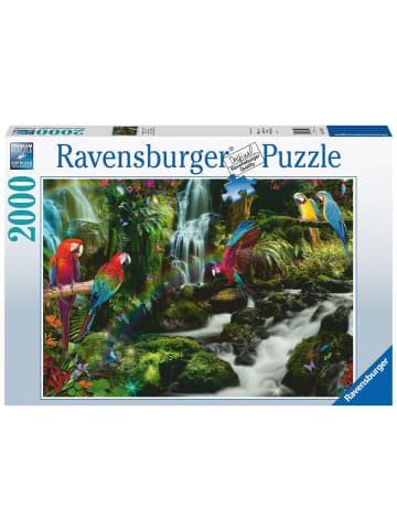 Ravensburger Puzzle 2.000 Teile Bunte Papageien im Dschungel Ab 14 Jahre in bunt