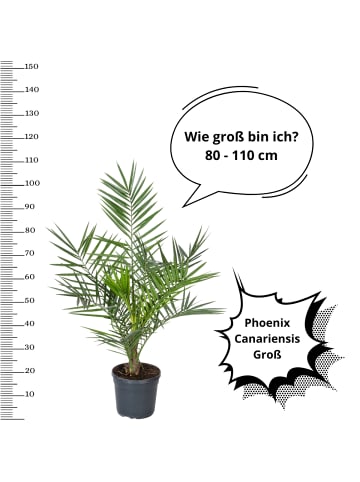 OH2 2er-Set: Phoenix canariensis Groß in Grün