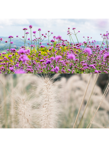 NatureNest Staudenpaket Stella mehrjährig blühend für Beet & Garten in Mix