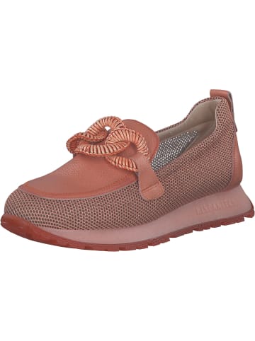 Hispanitas Mokassins in CORAL