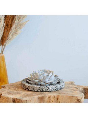 NatureNest Echeveria Lilacina kompakte Sukkulente in Keramikschale