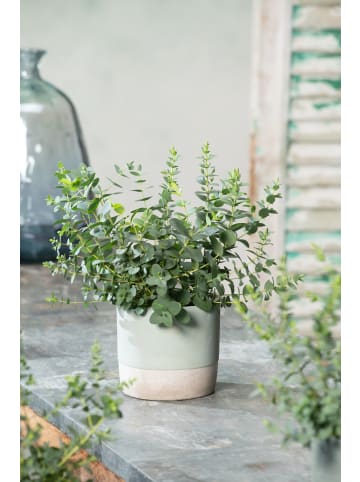 GARDENZO Eukalyptus gunnii 'Azura' 30-50cm