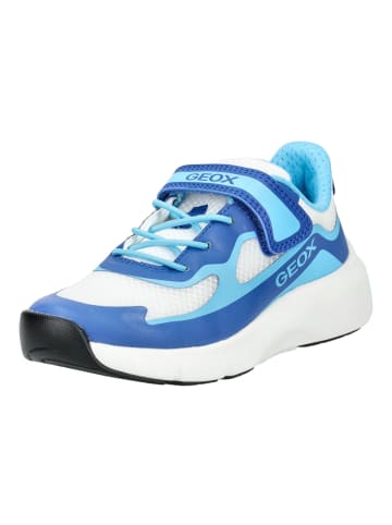 Geox Sneaker in Weiß/Blau