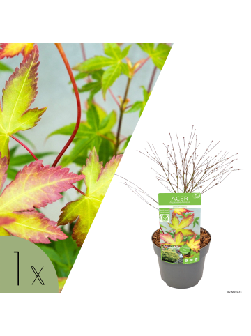 NatureNest Acer palmatum Little Princess Ahornpflanze in Grün Topf 19 cm Höhe 40 cm