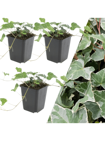 NatureNest 3 Efeu Pflanzen  Hedera helix 'Glacier' 