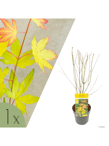 NatureNest Acer palmatum Orange Dream Ahornpflanze in Gelb