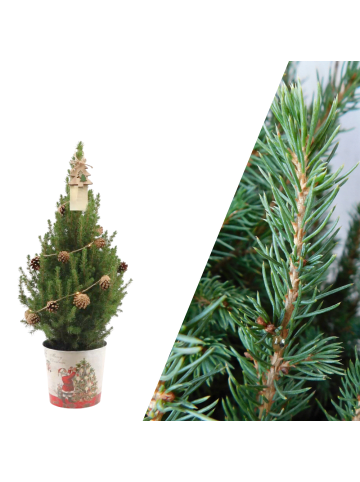 NatureNest Weihnachtsbaum mit Beleuchtung Pineconelight im Weihnachtsmann-Topf  