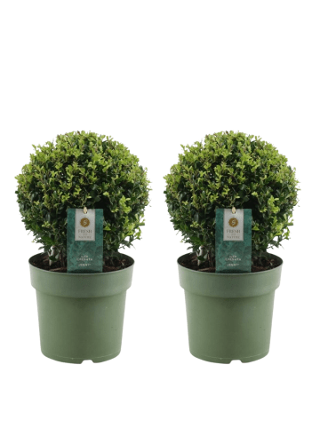 NatureNest Japanische Stechpalme Kugelform Set 2 Ilex crenata Jenny