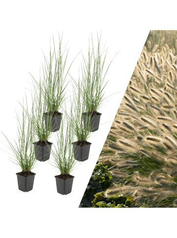 NatureNest 6 Lampengras pflanzen  Pennisetum alopecuroides 'Hameln'  