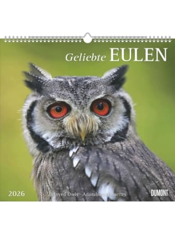 DuMont Kalenderverlag Kalender - DUMONT - Geliebte Eulen 2026 - Wandkalender 38 x 36 cm, Tierkalender