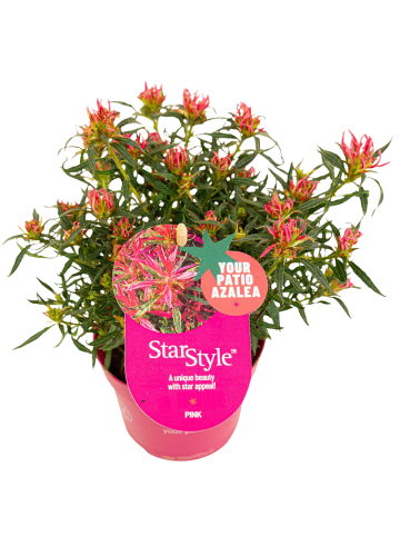 NatureNest 6er: Set Rhodo Azalea StarStyle Pink Pflanze in Rosa