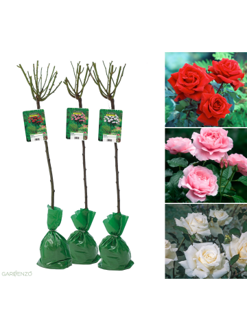 GARDENZO 3er-Set: XXL Großblütige Stielrosen in Weiß/ Rot/ Rosa