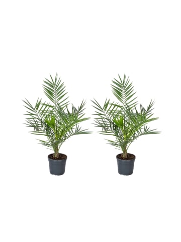 GARDENZO 2er-Set: Phoenix canariensis Groß 