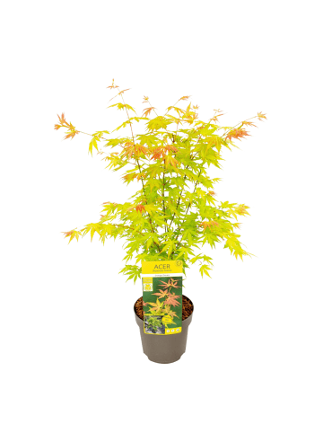 NatureNest Acer palmatum Orange Dream Ahornpflanze in Gelb
