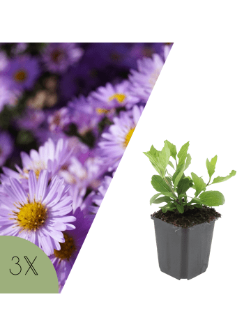 NatureNest 3er: Set Aster ageratoides Asran Pflanzen in Lila