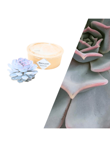 NatureNest Echte Sukkulente Lila - cm12-14 cm - hoch5 cm - 1x Echeveria Lilacina 