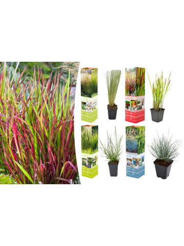 GARDENZO 4er-Set: Ziergräser in Bunt