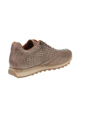 Cetti Sneaker low C-848 EXP INV25 in Braun