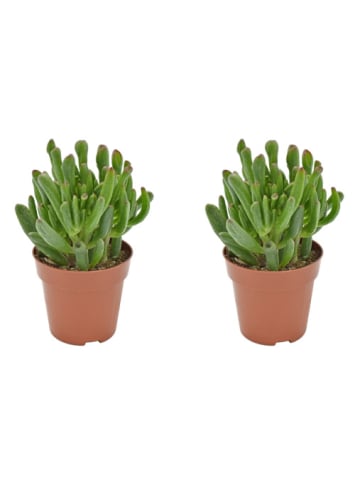 MeinVIPShop Sukulente Crassula Hobbit 2er Set