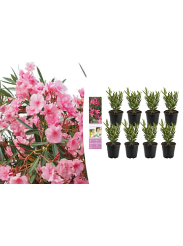 GARDENZO 8er-Set: Tropische Oleanderpflanzen in Rosa