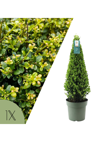 NatureNest Ilex crenata Jenny Pyramide in Grün