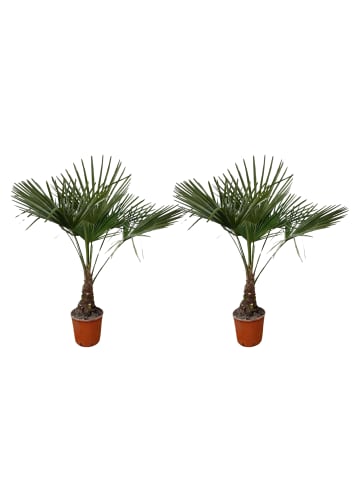 GARDENZO 2er-Set: Trachycarpus fortunei Groß 