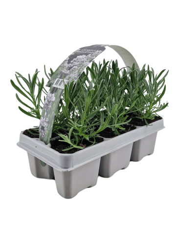 NatureNest 6er: Set Lavendelpflanzen Edelweiss in Weiß