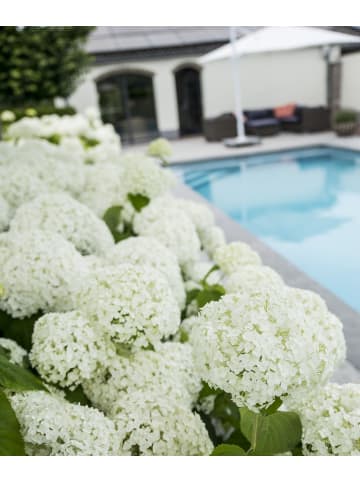 GARDENZO 2-er Set Hydrangea a. 'Strong Annabelle‘® 40-60cm 3L Topf mit Pokon