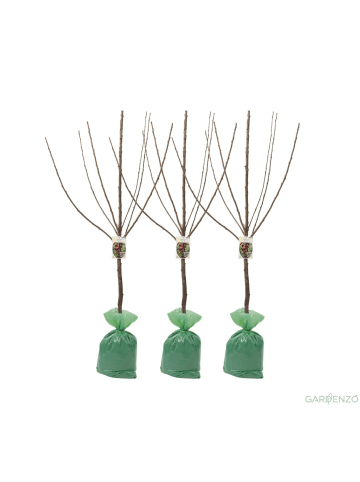 GARDENZO 3er-Set: XXL Kirsche Kordia Süß Obstbäume in Bunt