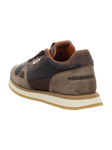 Cetti Sneaker Low in Braun