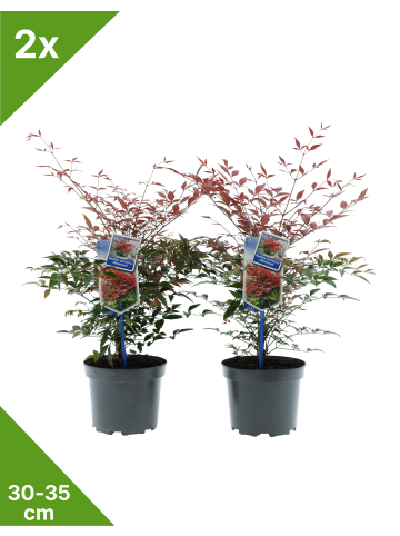 GARDENZO 2er-Set: Nandina Domestica Obsessed in Bunt