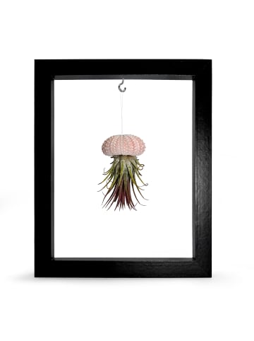 exotic living Kombination aus Seeigelgehäuse rosa und Tillandsia in Rahmen schwarz