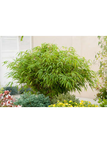 GARDENZO 4er-Set: Fargesia (Schrimbambus) Medium nicht wuchernd