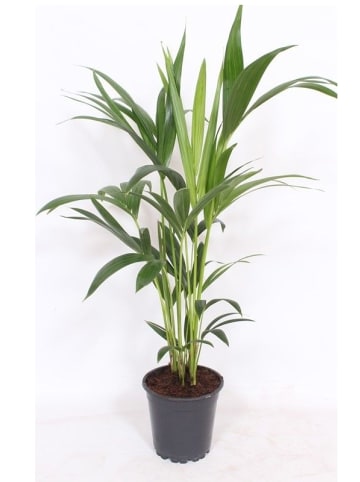 MeinVIPShop Palme Howea forsteriana Kentia 80cm