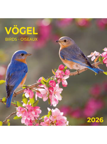 TUSHITA Kalender - Heimische Vögel 2026