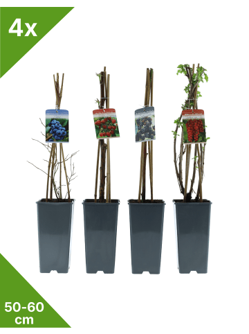 GARDENZO Obstmix 50-60cm 2L Topf